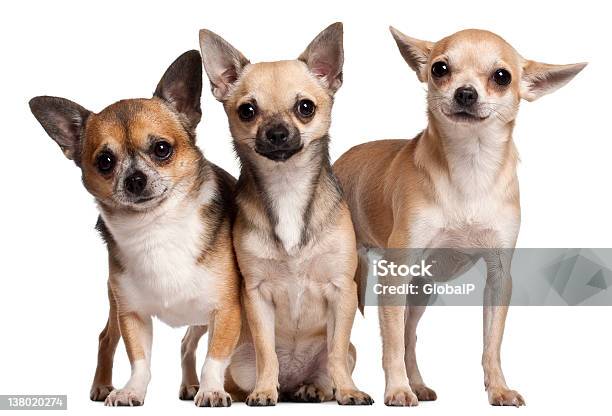 Три Chihuahuas Перед Белый Фон — стоковые фотографии и другие картинки Бежевый - Бежевый, Без людей, Белый
