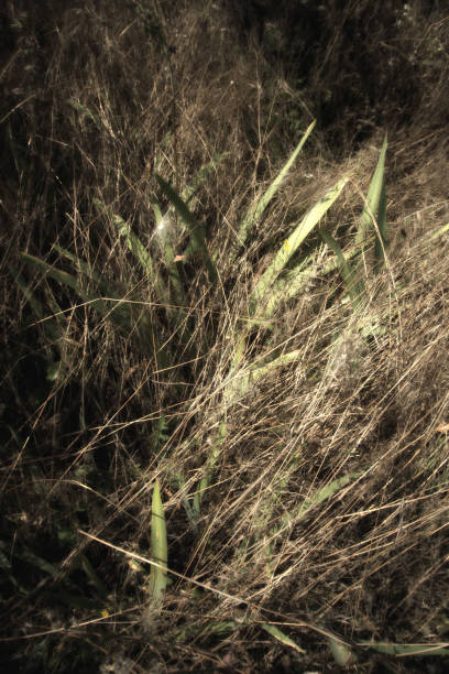 hierba y plantas crecidas por la noche en inglaterra, reino unido - blade of grass flash fotografías e imágenes de stock