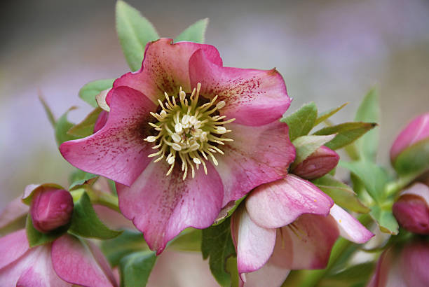 Helleborus orientalis Helleborus orientalis none as Lenten rose or christmas rose. hellebore stock pictures, royalty-free photos & images