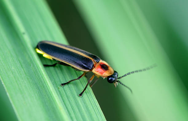 luciole - firefly photos et images de collection