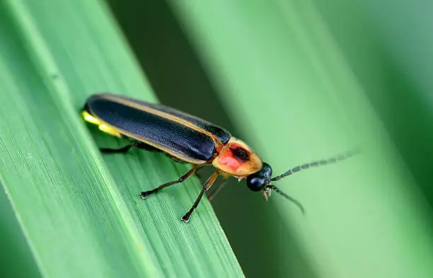 A macro shot of a firefly (photinus lucicrescens) on a leaf showing off its yellow glow light.