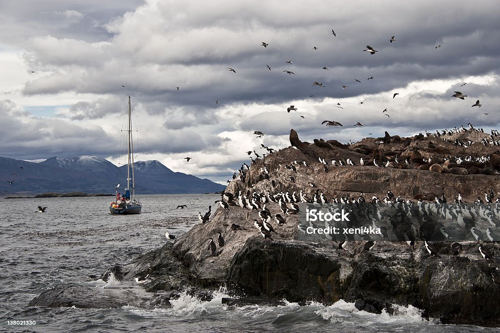 King Cormorant Colony. Tierra del Fuego, Argentina - Chile A King Cormorant colony sits on an Island in the Beagle Channel. Sea lions are visible laying on the Island as well. Animal Stock Photo