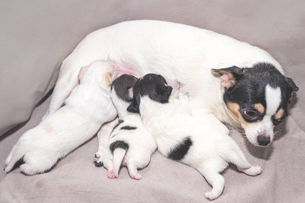 istock A white chihuahua bitch with spots is feeding her puppies. 1380214307