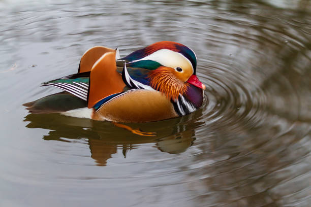 istock Mandarin Duck - Aix galericulata - A colorful duck swims on water and its image is reflected in the water. 1380216983