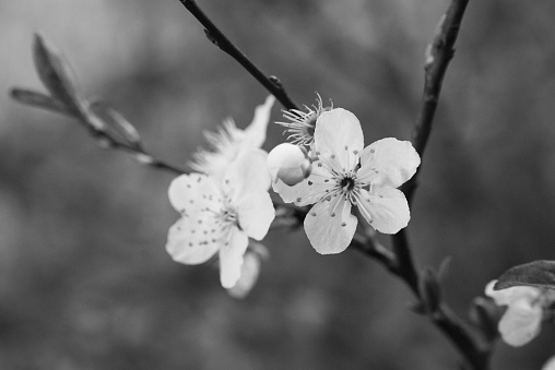 Blurry vibrating view of a trembling tree against white sky