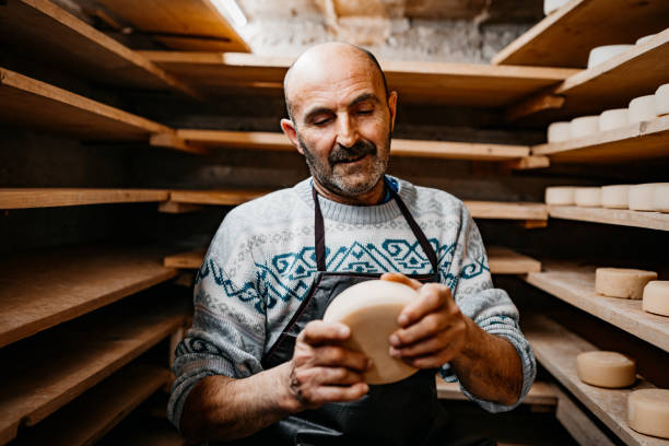 senior männlicher milchvieharbeiter, der ziegenkäse im keller inspiziert - traditional foods stock-fotos und bilder