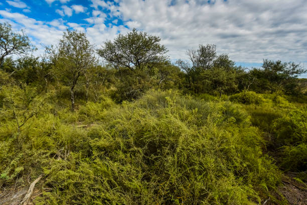 istock Calden forest landscape, La Pampa province, 1380232116