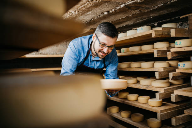 człowiek serownik w piwnicy, piękne drewniane półki z gotowym kołem serowym - cheese making zdjęcia i obrazy z banku zdjęć