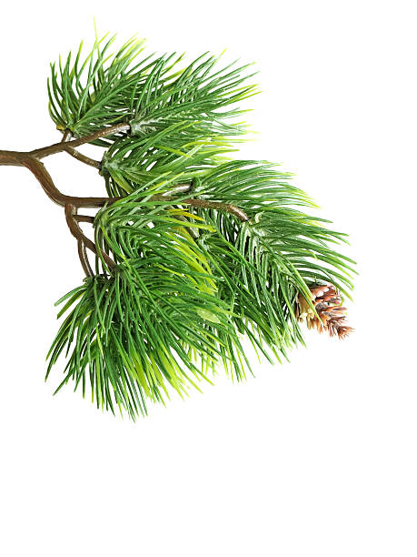 istock Close up of fir tree branch 138023839