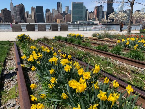 istock Daffodils grow in a garden in New York 1380239048