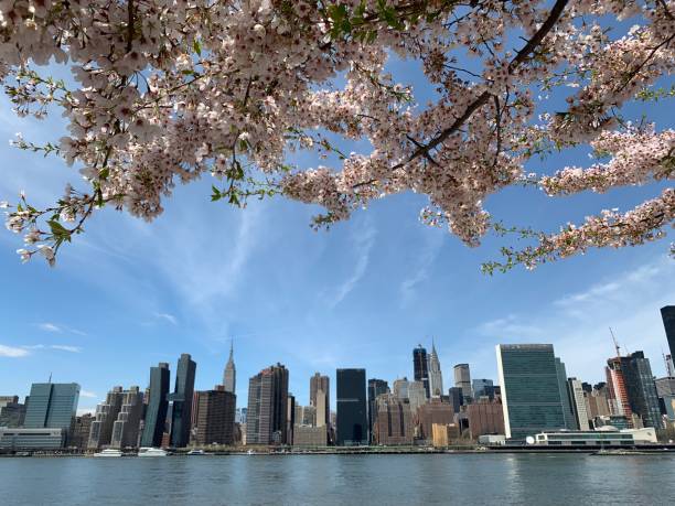 istock Blooming Cherry trees in New York 1380239050