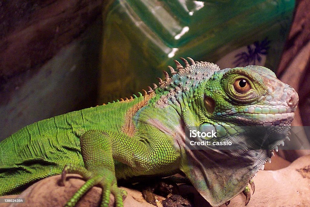 Iguane vert - Photo de Animaux de compagnie libre de droits