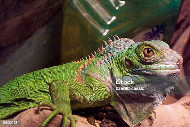 Photo libre de droit de Iguane Vert banque d'images et plus d'images libres de droit de Animaux de compagnie - Animaux de compagnie, Couleur verte, Horizontal