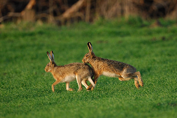 istock European hare, Lepus europaeus 138025738