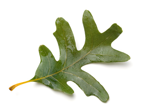 White Oak (Quercus alba) leaf isolated on white background.