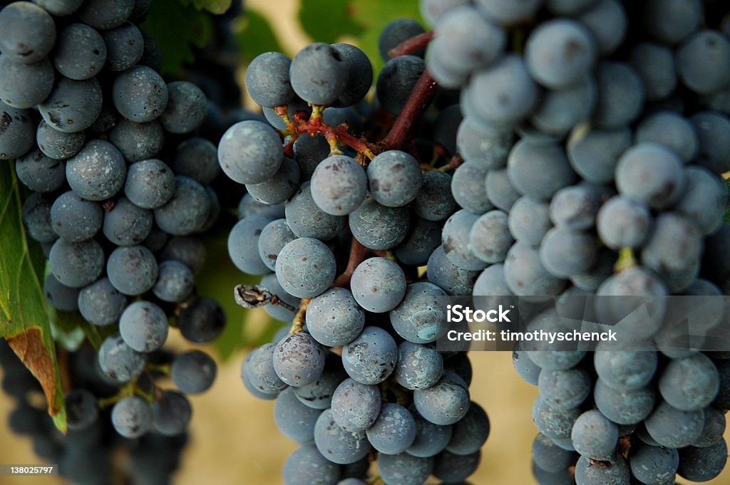 De Chianti - Foto de stock de Agricultura libre de derechos