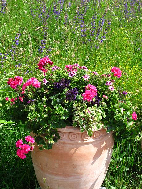 istock Herb garden with flower pot 138025911