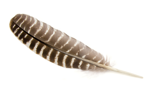 Wild Turkey wing feather isolated on white.