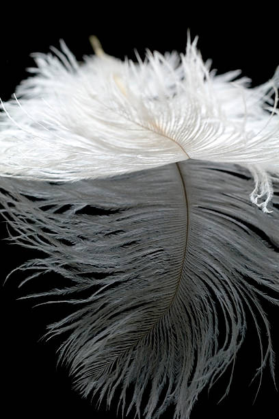 White Ostrich Feather Reflected stock photo