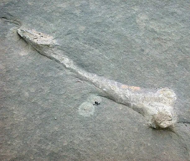 Photo of Fossilized