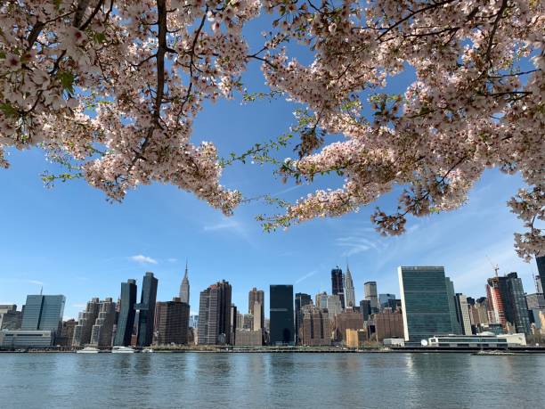 Cherry blossom framing of Manhattan
