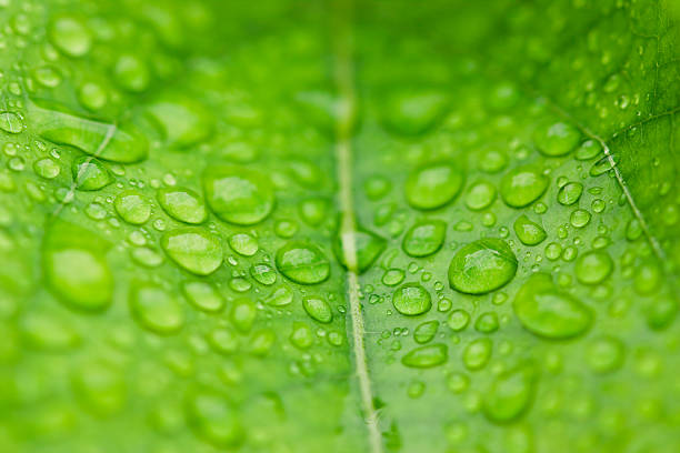 gotas de agua sobre hojas - feuchtigkeit fotografías e imágenes de stock