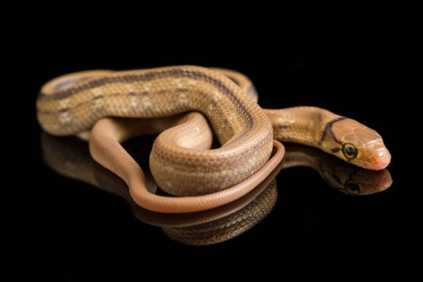 istock The radiated ratsnake, Coelognathus radiatus  isolated on white background 1380268620