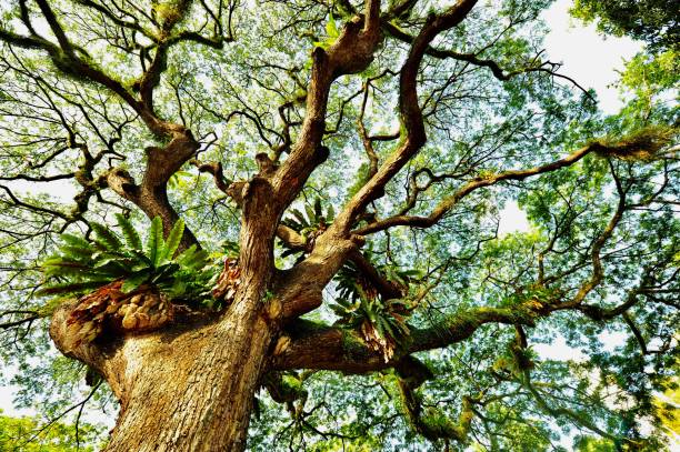 árvore da chuva heritage em fort canning hill - saman tree - fotografias e filmes do acervo