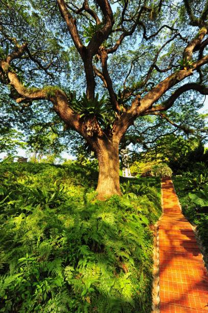Rain Tree at Fort Canning stock photo