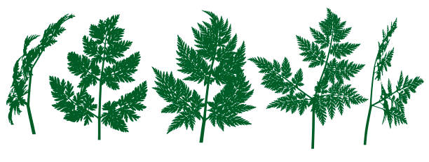 Hemlock leaf, wild plant. Vector illustration Hemlock leaf, wild plant. Vector illustration cow parsley stock illustrations