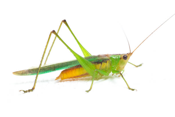 istock The black-kneed conehead grasshopper Conocephalus melaenus, isolated on white background 1380288229