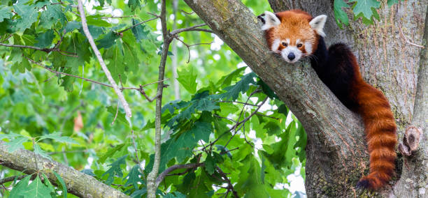 istock Red panda - Ailurus Fulgens - portrait. Cute animal resting lazy on a tree. 1380289316