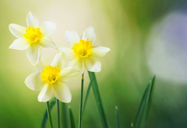 Three flower daffodils in spring outdoors in grass in the sun close-up on green blurred background. A beautiful spring template for design.