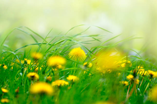 istock Yellow dandelion flowers in grass in spring morning close-up. 1380294554