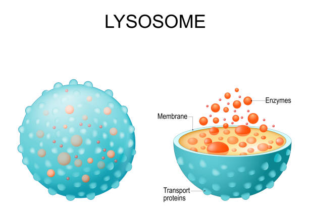 lysosome vector art illustration