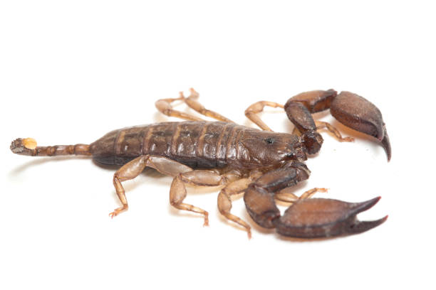 istock Dwarf wood scorpion isolated on white background 1380312131