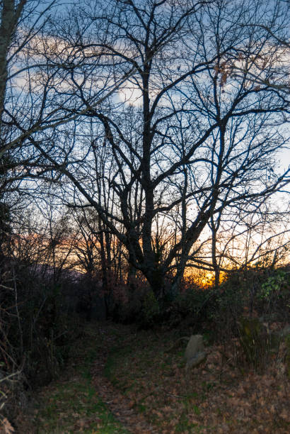 силуэт безлистного дерева зимой на закате рядом с узкой дорожкой - poplar tree tree black poplar silhouette стоковые фото и изображения