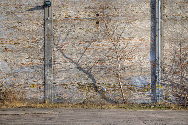 Birch tree throwing shadows on a brick wall of an old industrial building which is placed in a remote part of Copenhagen harbor called Refshale Island, Refshaleøen which is an area which used to be the center of the shipyard industry and today waits for urban development