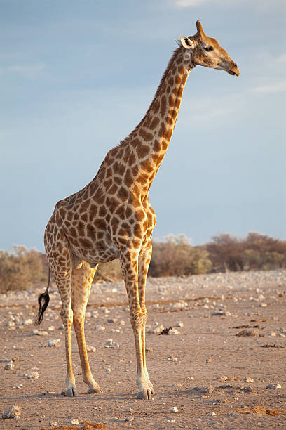 żyrafa profilu - south african giraffe zdjęcia i obrazy z banku zdjęć