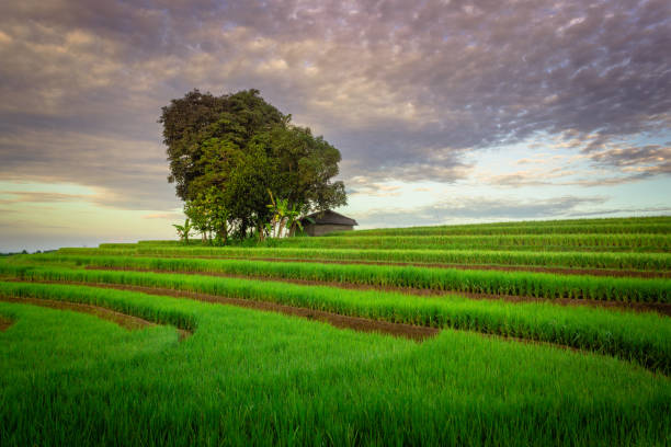 istock green and beautiful morning view with gray sky 1380335652