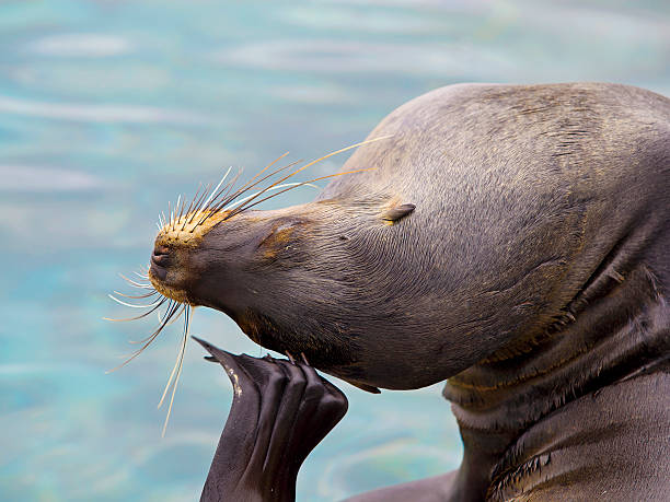 istock Sea lion portrait 138033667