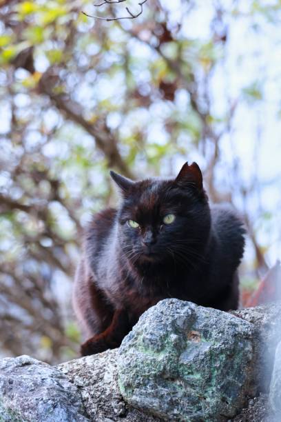 istock A black cat with cut ears, a dignified stray cat 1380345752