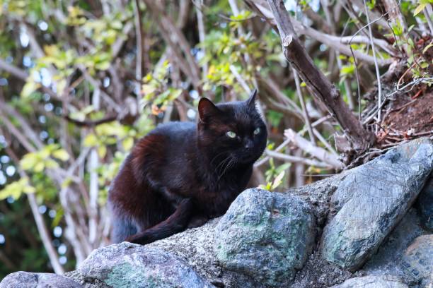 istock A black cat with cut ears, a dignified stray cat 1380346922