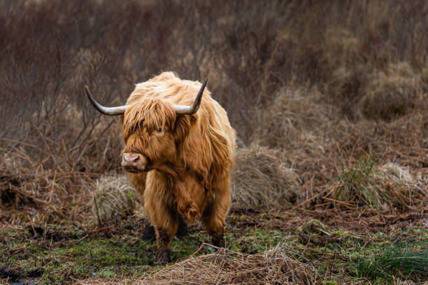 Highland cow keeping out of the sun