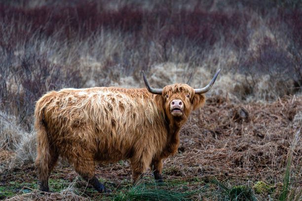 istock Highland cow looking up towards the camera 1380348060