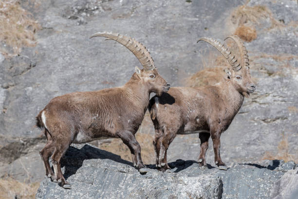 istock Two ibexes male in a sunny day (Capra ibex) 1380355892