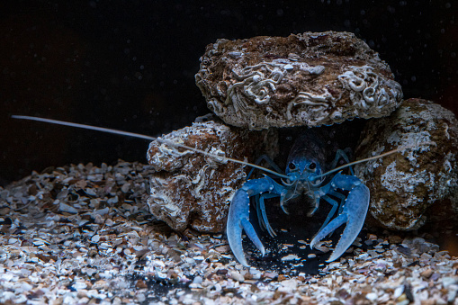 Close-up of a blue crayfish under a ratchet in the water