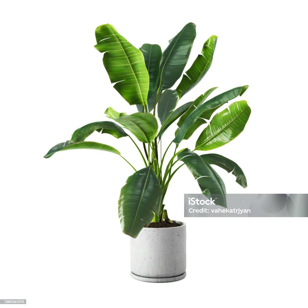 Decorative banana plant in concrete vase isolated on white background Decorative banana plant in concrete vase isolated on white background. 3D Rendering, Illustration. Plant Stock Photo