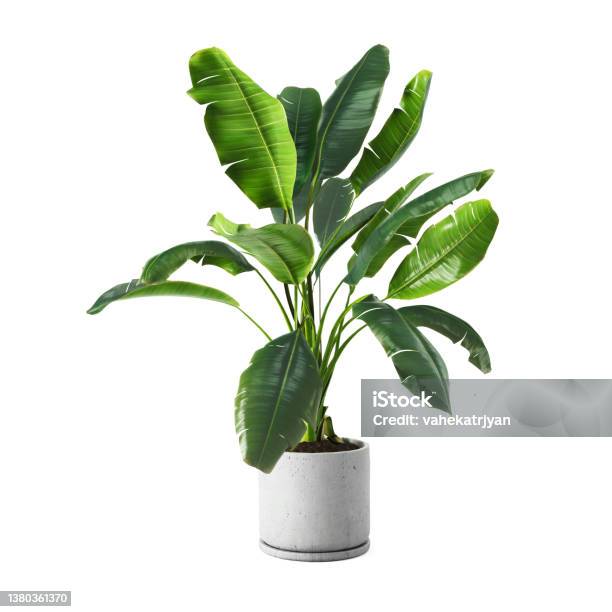 Decorative Banana Plant In Concrete Vase Isolated On White Background Stock Photo - Download Image Now