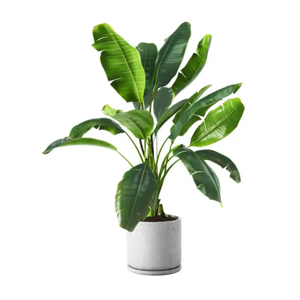 Photo of Decorative banana plant in concrete vase isolated on white background